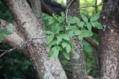 Melicoccus bijugatus