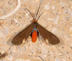 Dahana atripennis