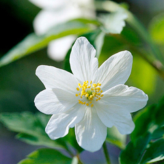 Anemonastrum canadense