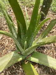 Aloe vera