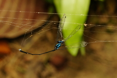 Prodasineura collaris