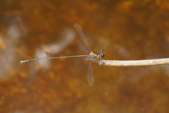 Prodasineura verticalis