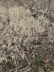 Chasmanthium latifolium