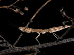 Galepsus