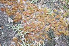 Isolepis ludwigii