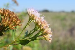 Tessaria dodonaeifolia