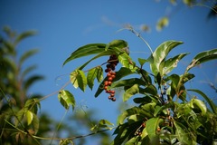 Citharexylum spinosum