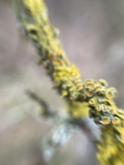 Xanthoria parietina