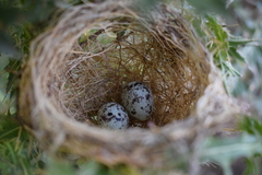Sporophila caerulescens