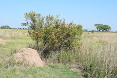 Tessaria dodonaeifolia