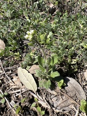 Tomostima platycarpa