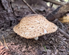 Agaricus nanaugustus
