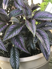 Strobilanthes auriculata dyeriana