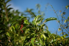 Citharexylum spinosum