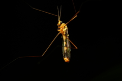 Nephrotoma australasiae