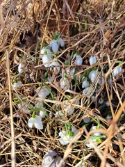 Galanthus nivalis