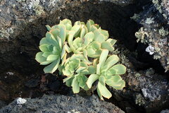 Aeonium lancerottense image