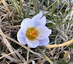 Crocus biflorus