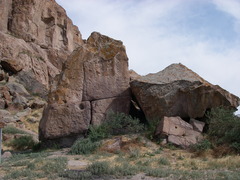 Halimodendron halodendron