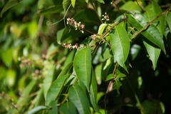 Trichostigma octandrum