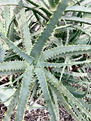 Aloe arborescens