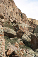 Halimodendron halodendron