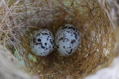 Sporophila caerulescens