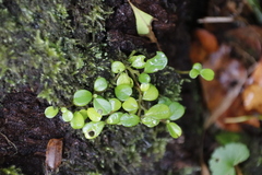 Peperomia retusa