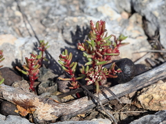 Sedum microcarpum