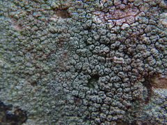 Pertusaria hymenea