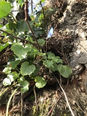 Veronica regina-nivalis