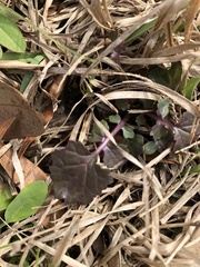 Salvia lyrata