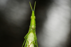 Atractomorpha psittacina