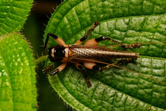 Caustogryllacris podocausta