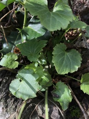 Veronica regina-nivalis