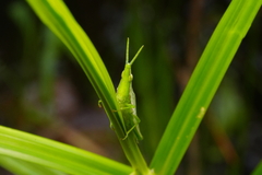 Atractomorpha psittacina