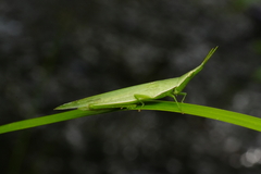 Atractomorpha psittacina