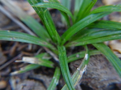 Carex sylvatica