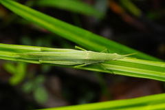 Atractomorpha psittacina