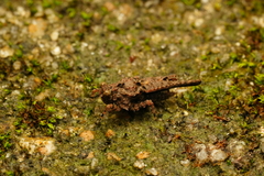 Thoradonta nodulosa
