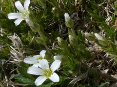 Arenaria grandiflora