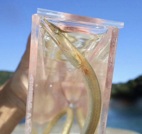 Longnosed snake eel (Ophisurus macrorhynchos) — Ophichthidae — 4