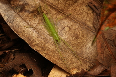 Neophisis