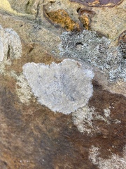 Phlyctis petraea