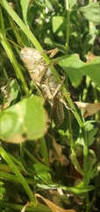Melanoplus differentialis