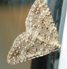 Colostygia multistrigaria