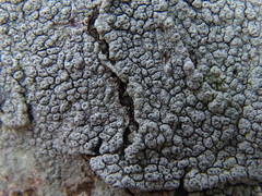 Pertusaria hymenea