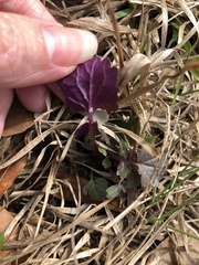 Salvia lyrata