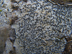 Arthonia radiata