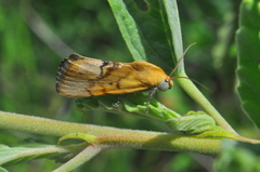 Acontiini
